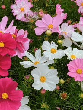 Buy Varieties of Flower Seeds (Pack of 100) And Get Plant Growth Supplement Free